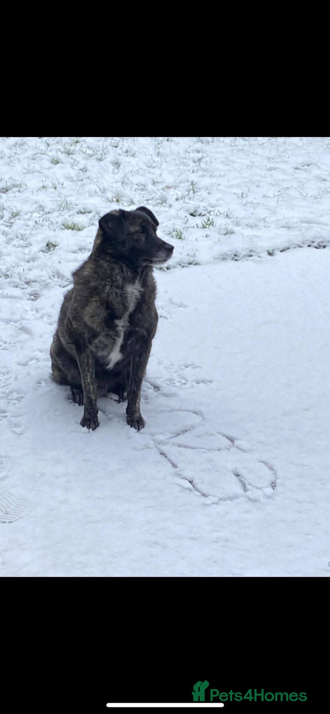 Mixed Breed dogs for adoption: Meet Bernie, currently residing in Cheshire  - Advert 5