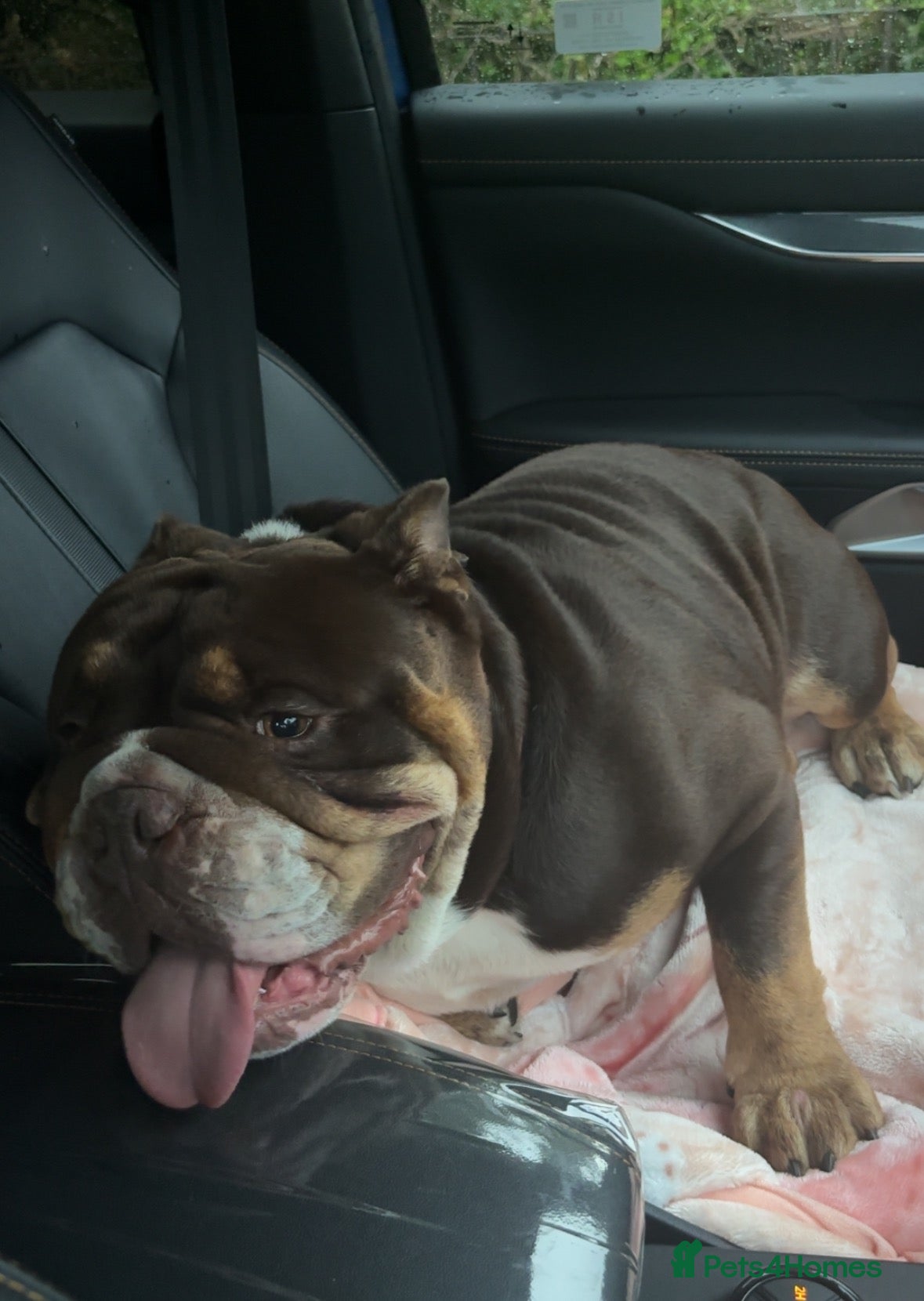 English Bulldog dogs English bulldog male  - Advert 1
