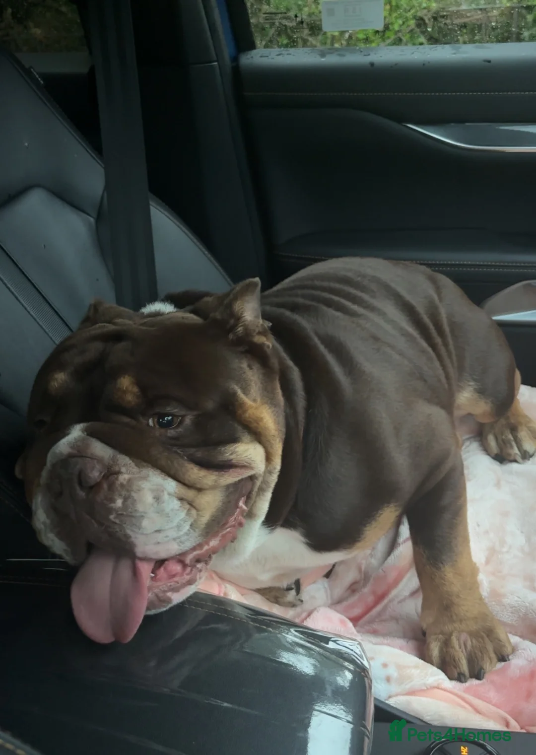 English Bulldog dogs for sale: English bulldog male  in Glasgow - Advert 1