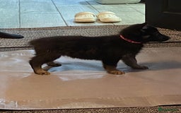 German Shepherd dogs for sale: German Shepard Puppies - Image 2