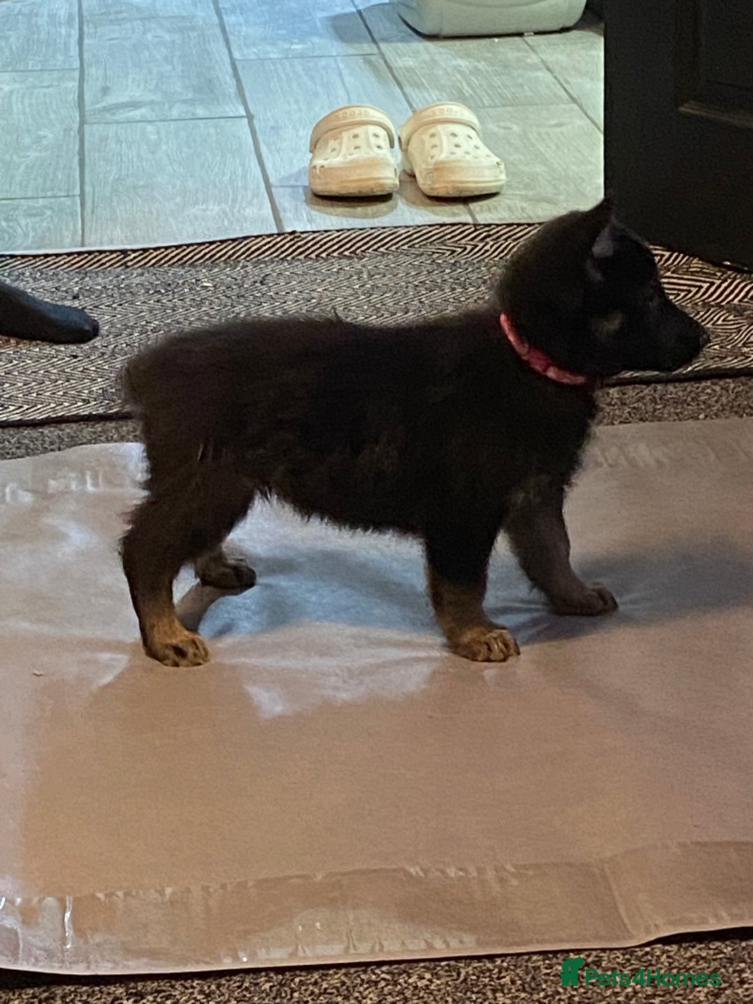 German Shepherd dogs for sale: German Shepard Puppies - Image 2