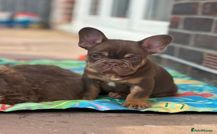 French Bulldog dogs - Advert 7