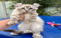 Savannah cats for sale: Breath taking rare girl - Image 3