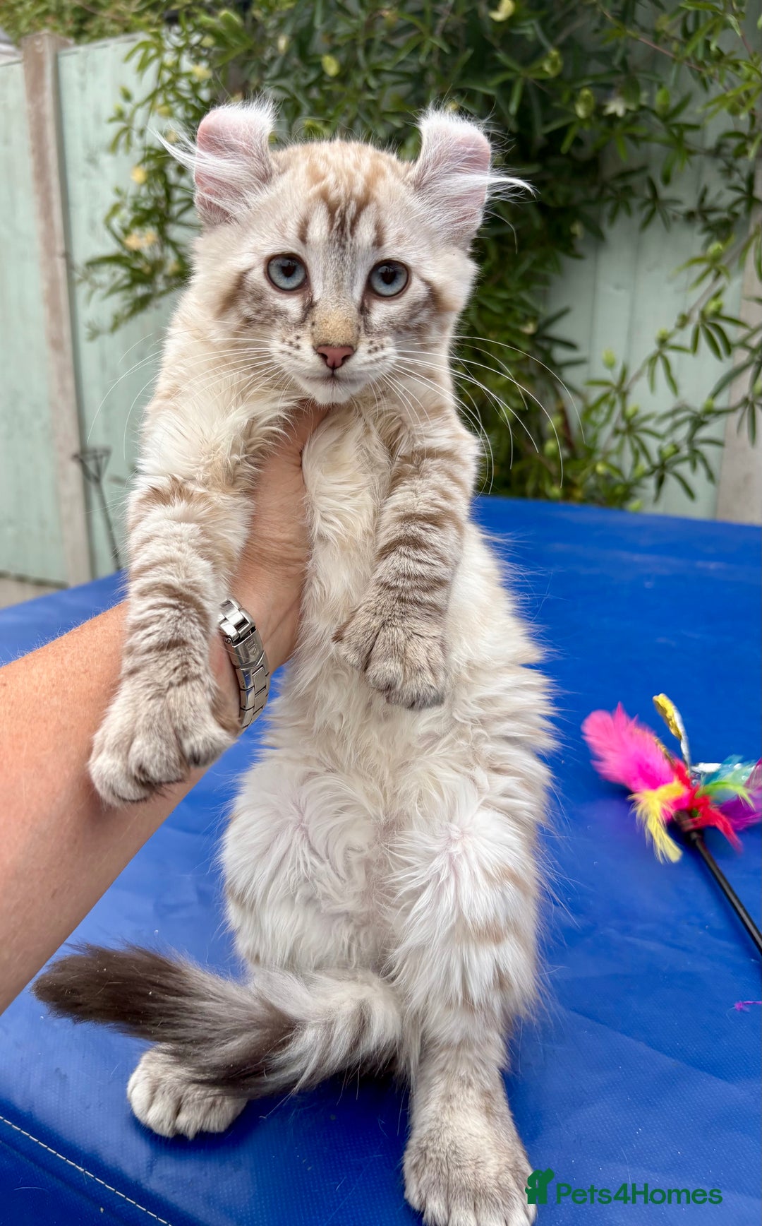 Savannah cats for sale: Breath taking rare girl - Image 3