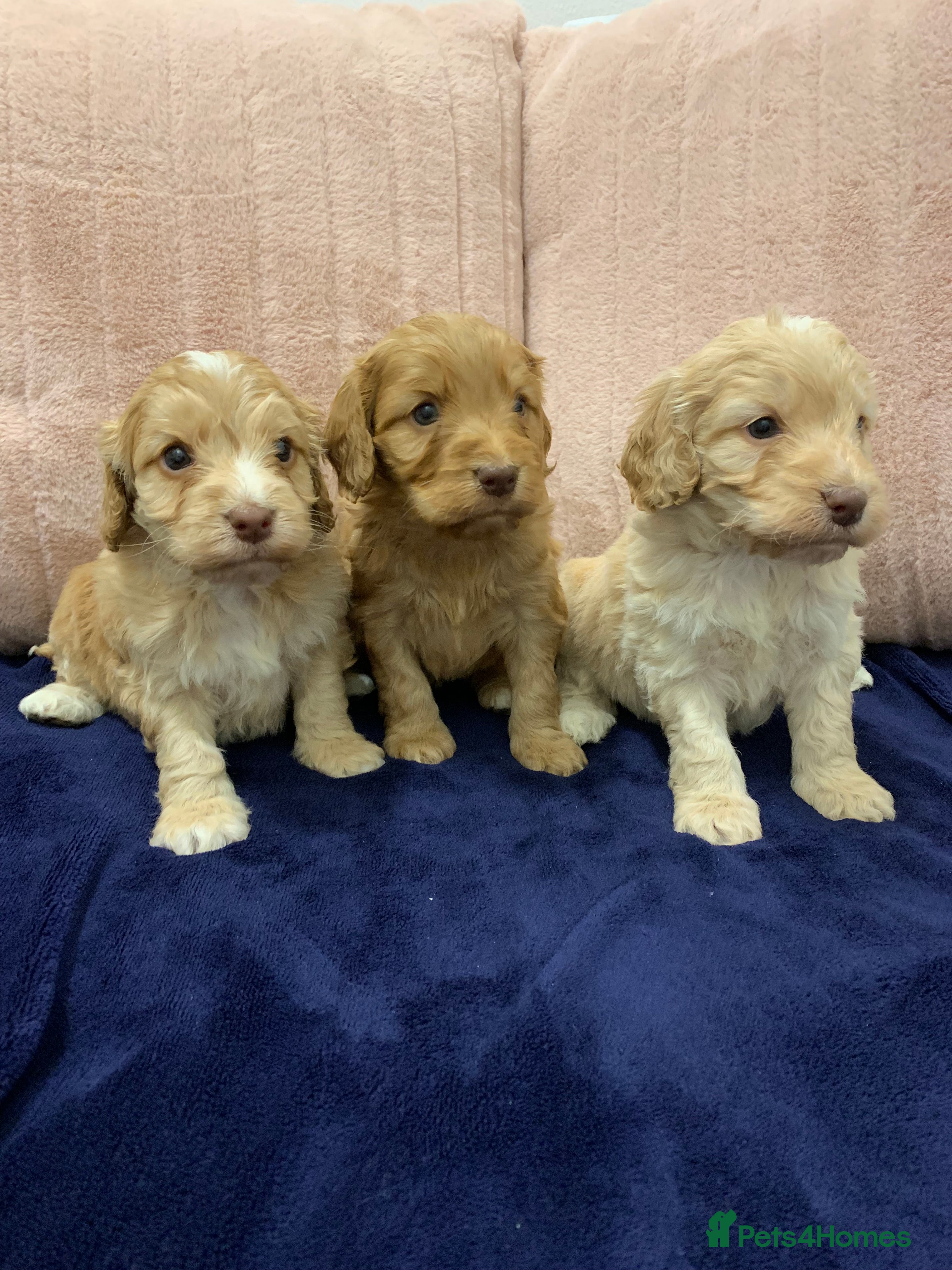 Cockapoo dogs F1 show type Cockapoo. Health tested parents - Advert 17