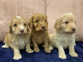 Cockapoo dogs F1 show type Cockapoo. Health tested parents - Advert 17