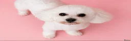 Poochon dogs for sale: Cute Cream/white with brown noses poochon puppies - Advert 2
