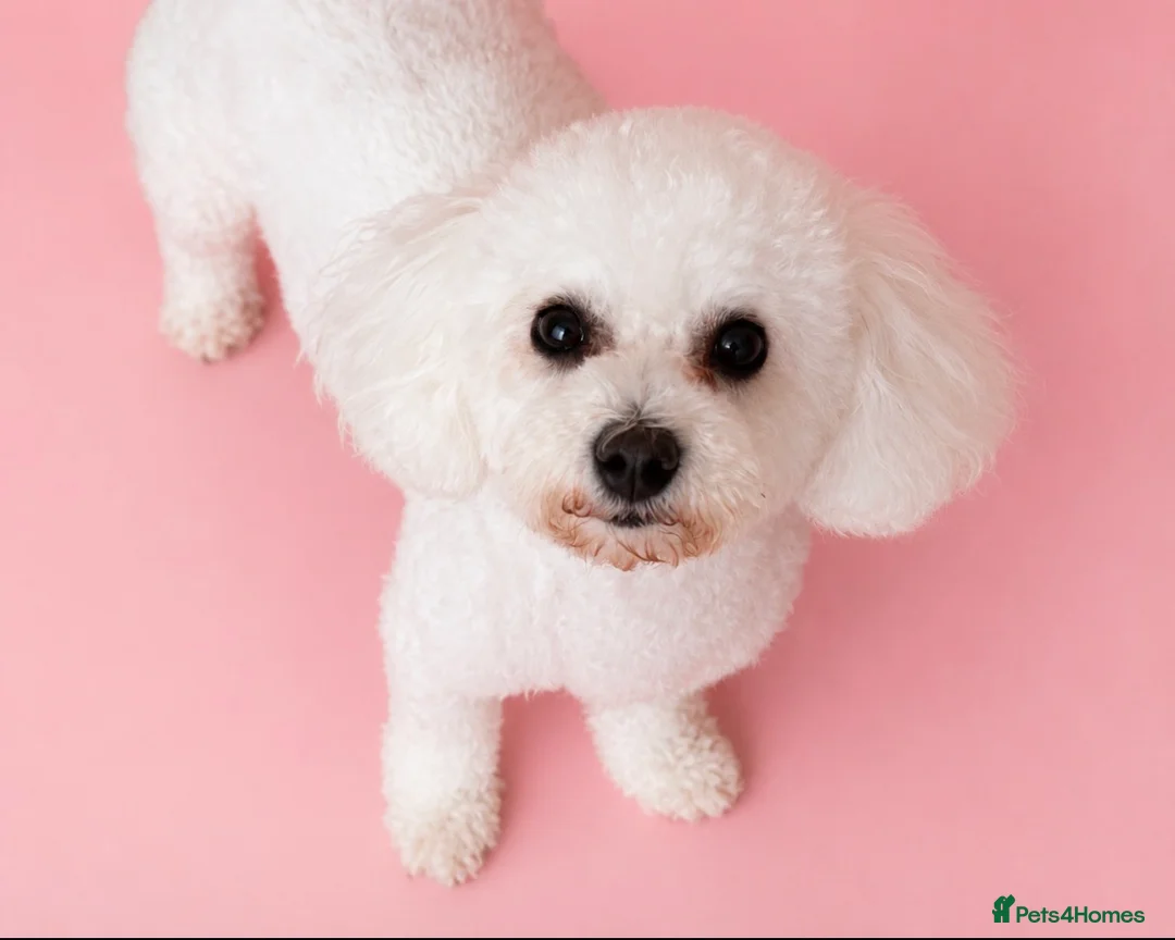 Poochon dogs for sale: Cute Cream/white with brown noses poochon puppies - Advert 2