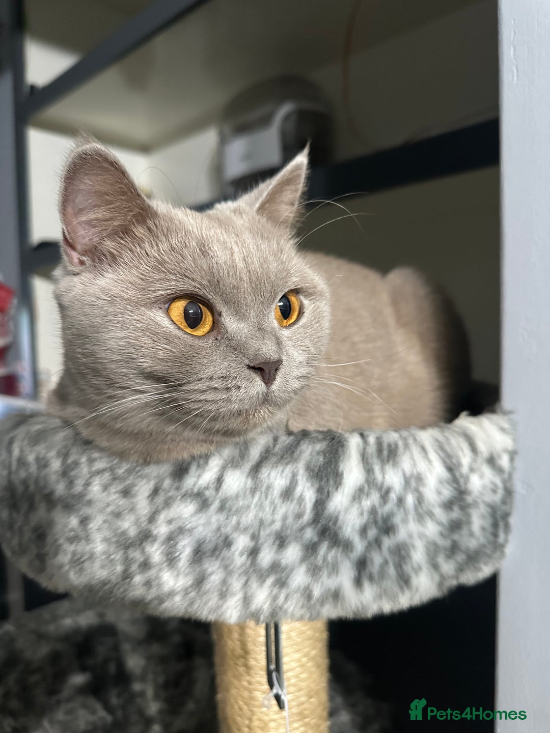 British Shorthair cats for sale: British shorthair kittens  - Advert 6