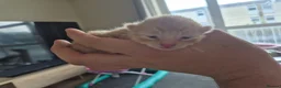 Mixed Breed cats for sale: 2 ginger male kittens in Ipswich - Advert 3