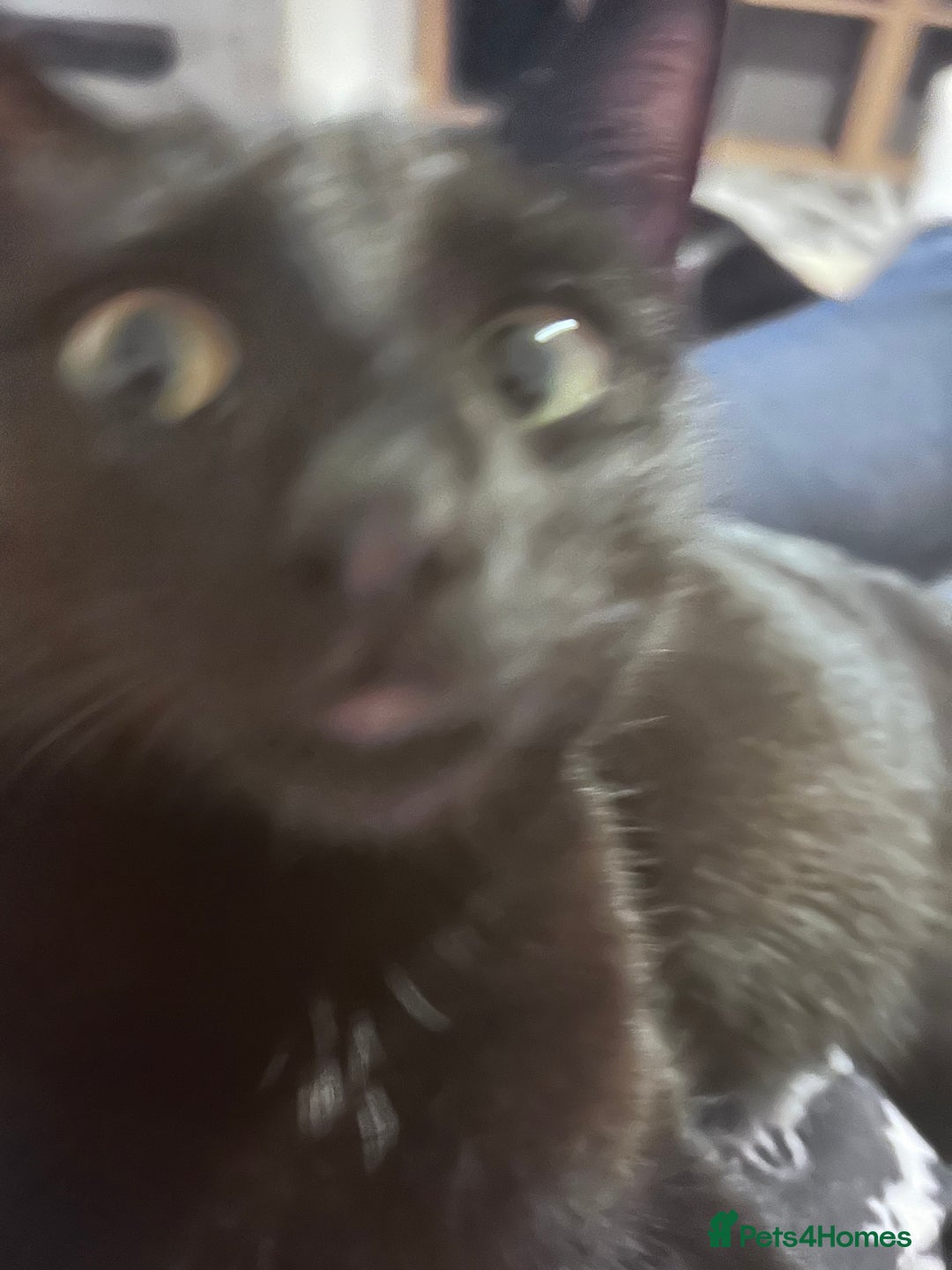 British Shorthair cats for sale: Mother of 2 Kittens Available to buy - Advert 7