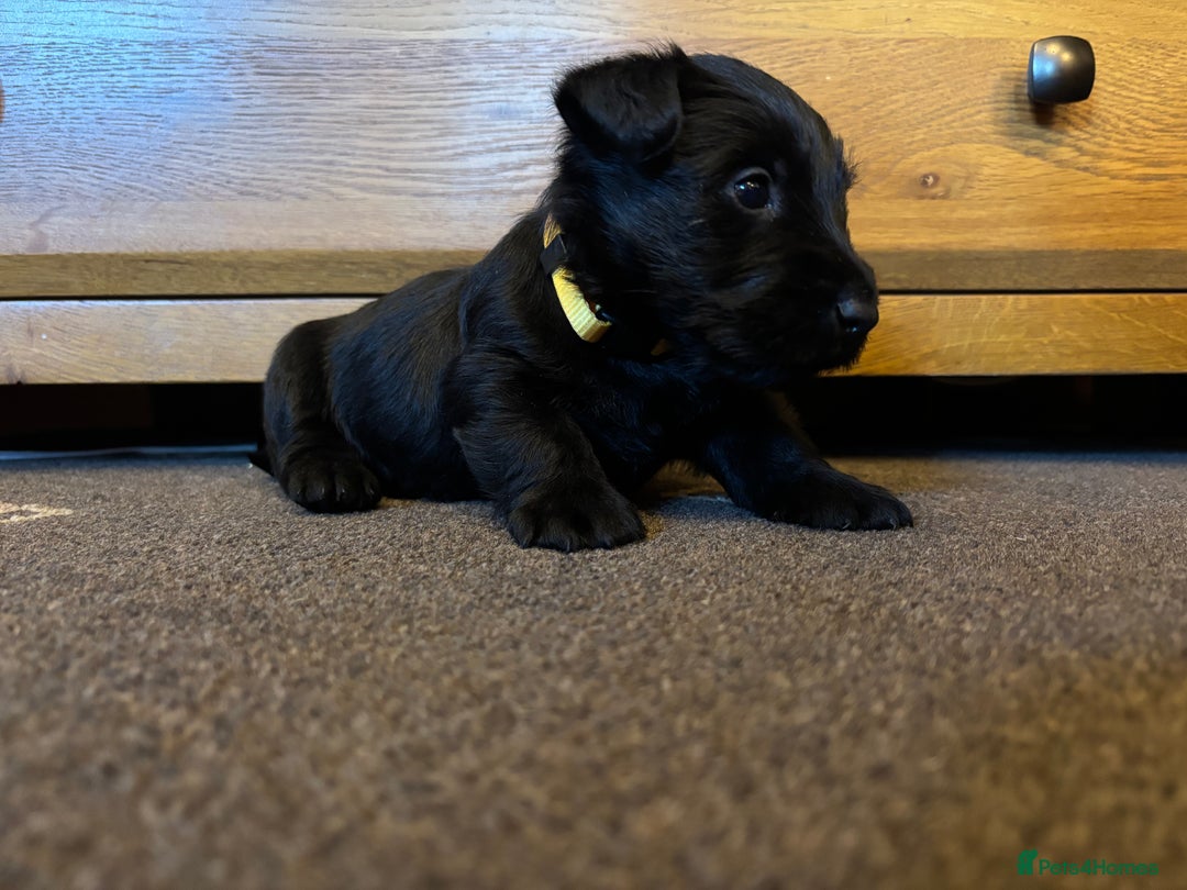 Scottish Terrier dogs for sale: KC Registered Black Scottish terrier  - Advert 12