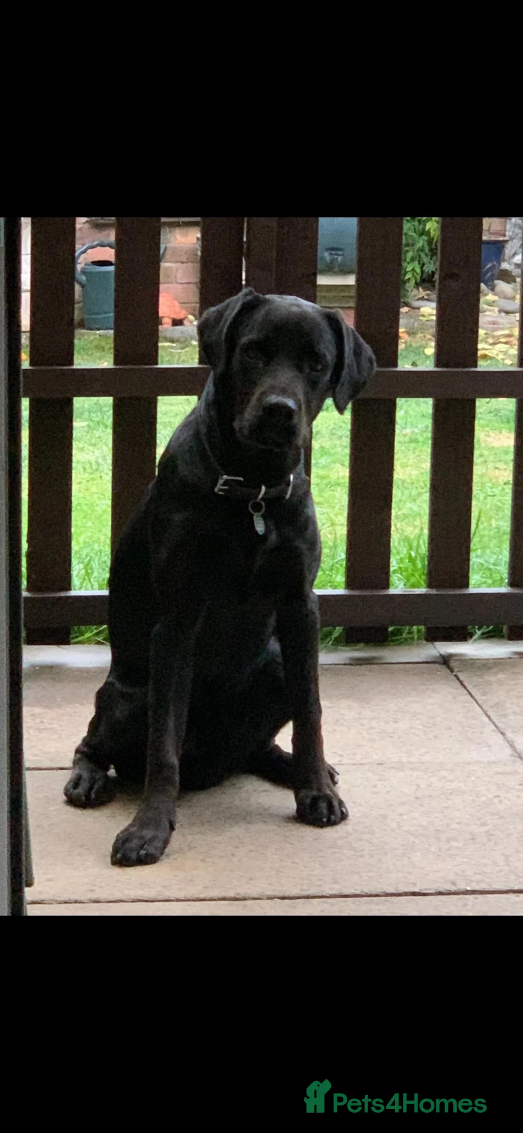 Labrador Retriever dogs for sale: Dog 2 and half for sale  in Basildon - Advert 2