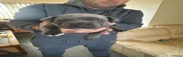 Staffordshire Bull Terrier dogs for sale: Paisley and Prince Charming  kc registered  - Advert 10