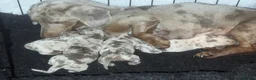 Miniature Dachshund dogs for stud: Flynn our Isabella & tan mini Daschound  - Advert 4
