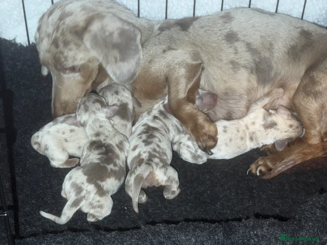 Miniature Dachshund dogs for stud: Flynn our Isabella & tan mini Daschound  - Advert 4