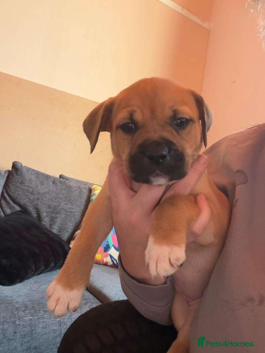 Mixed Breed dogs for sale: Puppies for sale - Advert 14