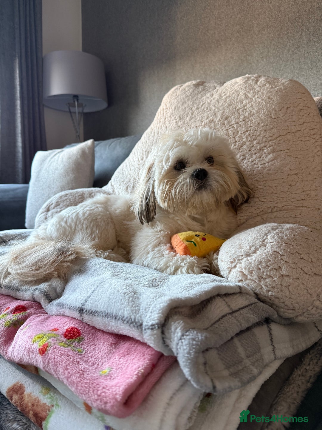 Lhasa Apso dogs for stud: KC Registered Lhasa Apso Stud - Advert 6