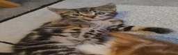 Mixed Breed cats for sale: We are 4 playful and beautiful kittens. in High Wycombe - Advert 3