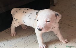Dalmatian dogs for sale: Puppied - Image 4