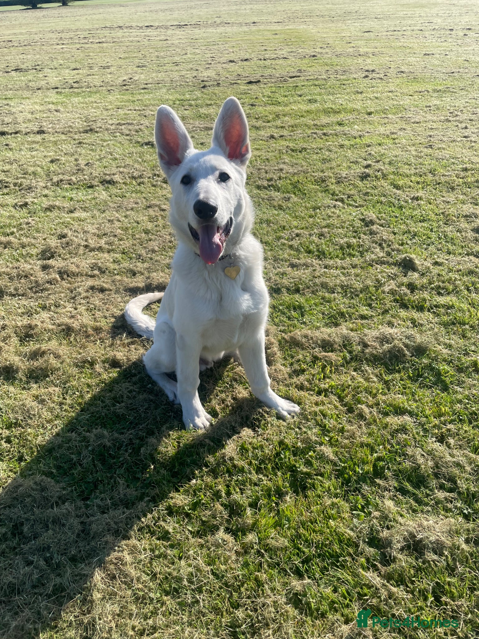 German Shepherd dogs 6month old White German Shepherd for sale - Advert 4
