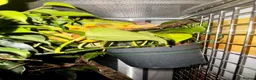 Chameleon reptiles for sale: Pair YBBB Ambilobe Panther Chameleons for sale in Oxford - Advert 6