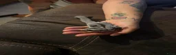 Sugar Glider rodents for sale: Female sugar glider  in Thatcham - Advert 4