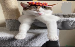 Domestic Shorthair cats for sale: Calico cat- pochita  - Image 5
