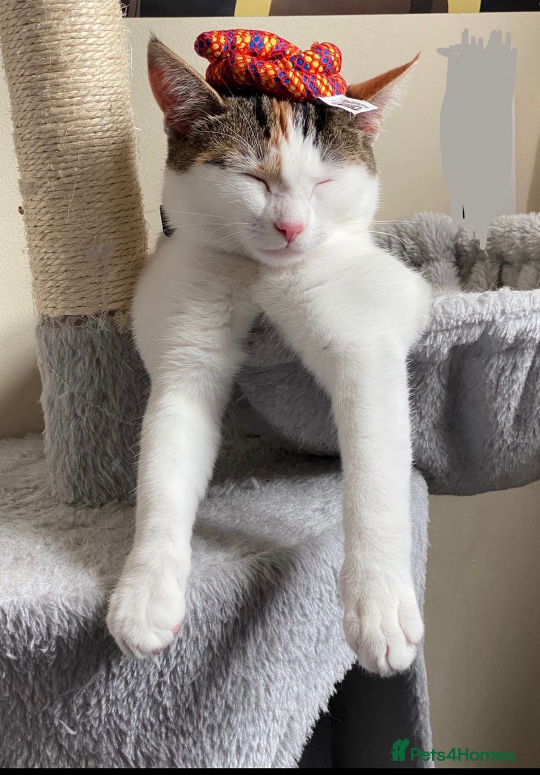 Domestic Shorthair cats for sale: Calico cat- pochita  - Image 5