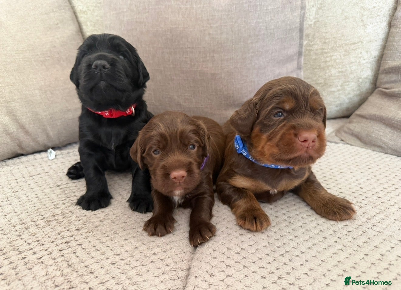 Sprocker dogs Beautiful Sprocker puppies  - Advert 11