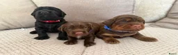 Sprocker dogs for sale: Last beautiful girl choc and tan Sprocker  - Advert 26