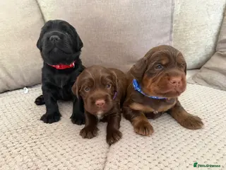 Sprocker dogs Beautiful Sprocker puppies - Advert 11