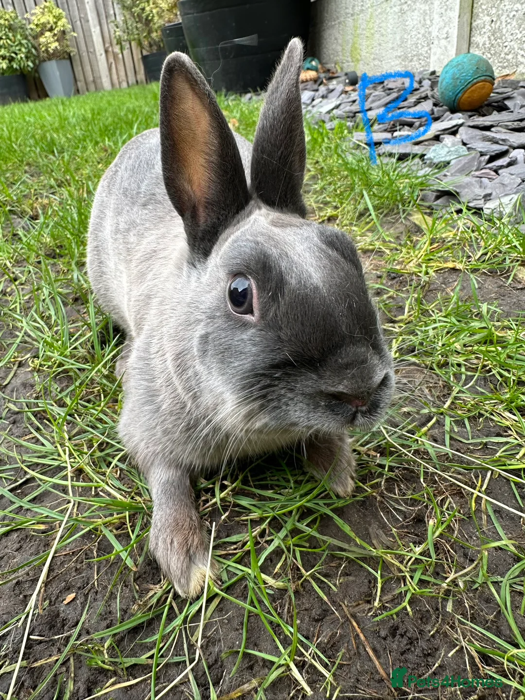 Netherland Dwarf rabbits for sale: Netherland Dwarf Rabbits for sale  - Advert 5