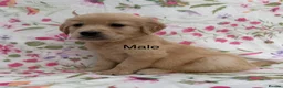 Golden Retriever dogs for sale: Fully health tested golden retriever puppies - Advert 6