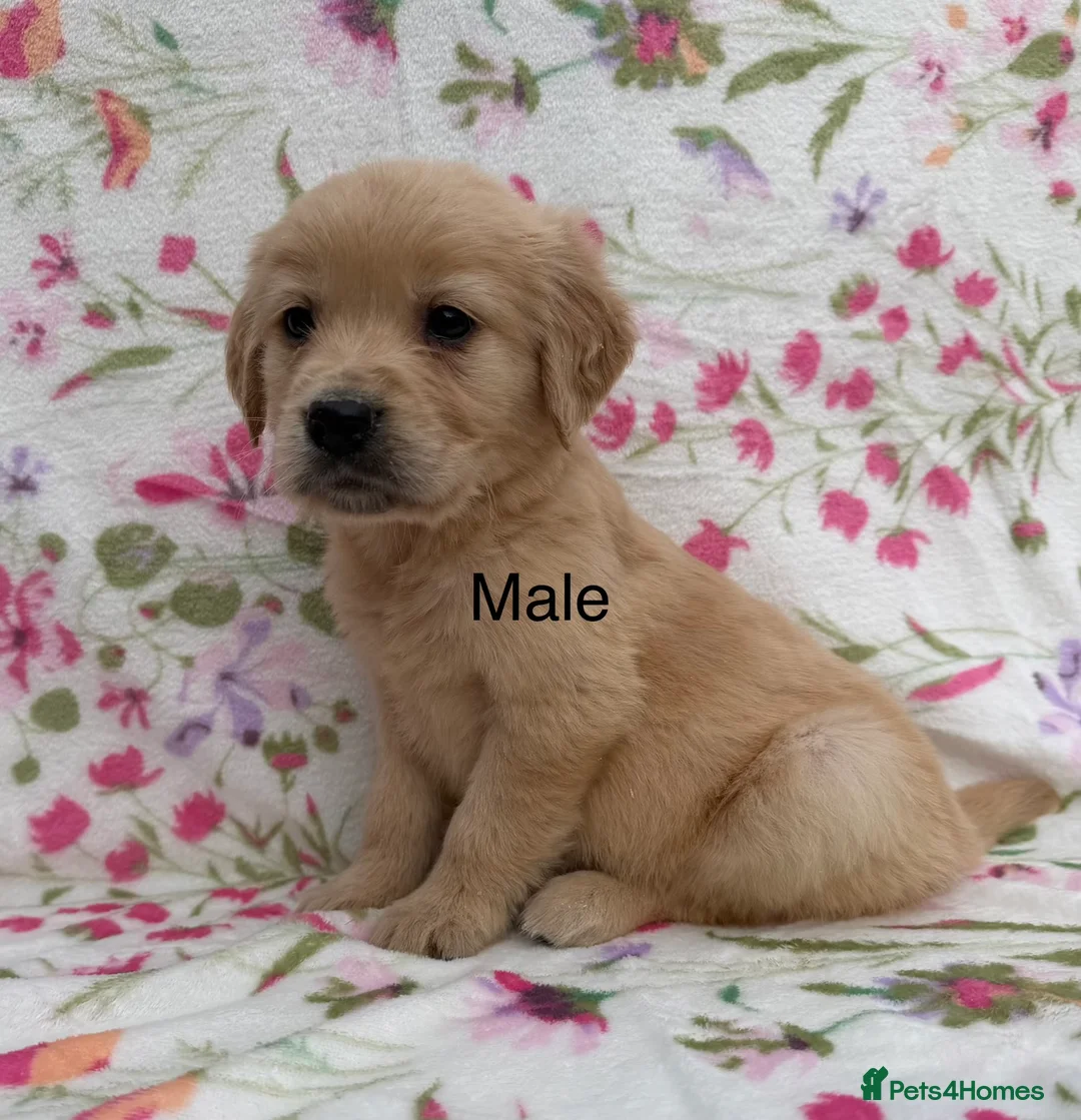 Golden Retriever dogs for sale: Fully health tested golden retriever puppies - Advert 6