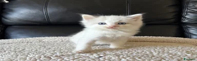 Ragdoll 2 Lilac Point