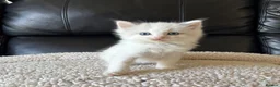 Ragdoll cats for sale: Pure Bread Ragdoll Kittens - Advert 4