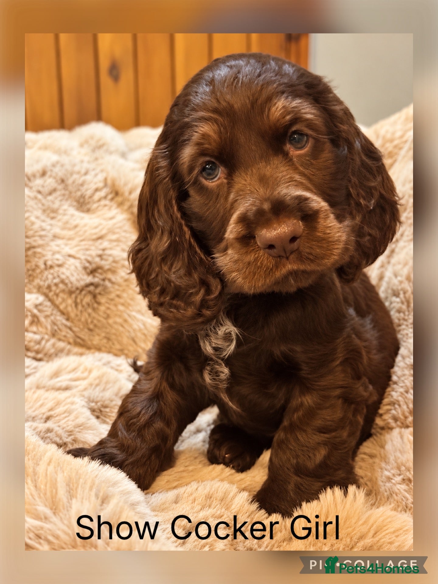Cocker Spaniel dogs Stunning Show Cocker Spaniels full - Advert 1