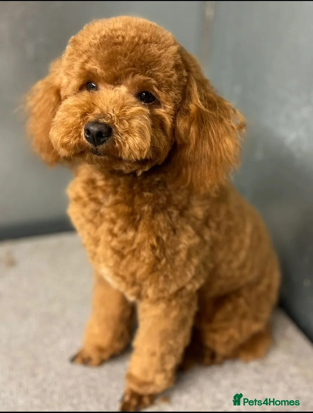 Cavapoo dogs for sale: Beautiful Litter of F1 Red Cavapoos Health Tested - Advert 16