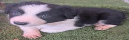 Border Collie dogs for sale: Border collie puppies  in Halifax - Advert 16