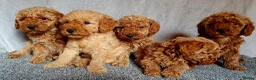 Miniature Poodle dogs for sale: Miniature poodle  - Advert 3
