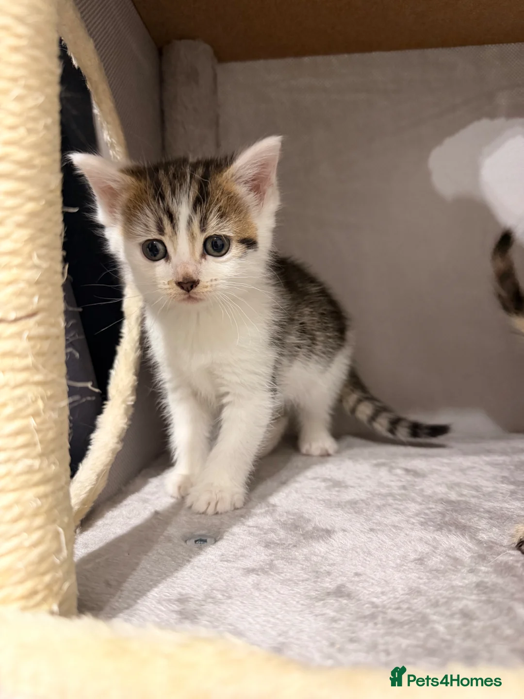 Mixed Breed cats for sale: 4 beautiful kittens  in Droitwich - Advert 2