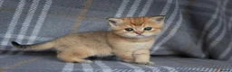 Scottish Fold cats for sale: TICA Scottish Straight Boy–Champion Bloodlines - Advert 9