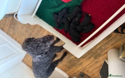 Mixed Breed dogs for sale: 5* medium half Australian labradoodles - Image 9
