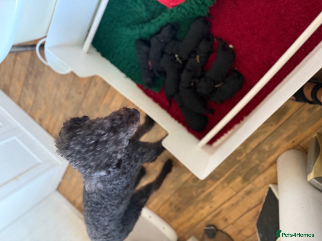 Mixed Breed dogs for sale: 5* medium half Australian labradoodles - Image 9