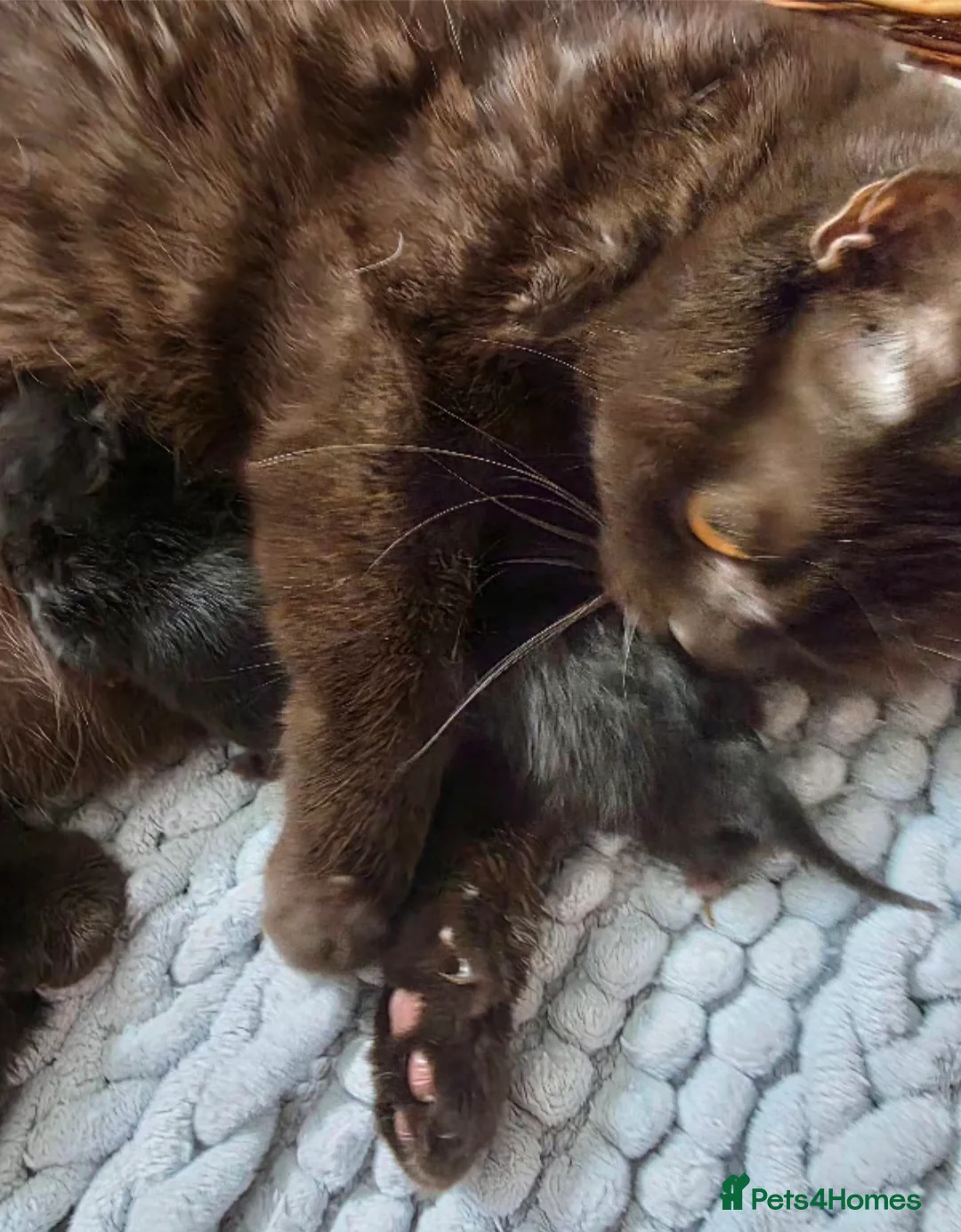 British Longhair cats for sale: Male British longhair kitten ,vaccinated,microchip - Advert 2