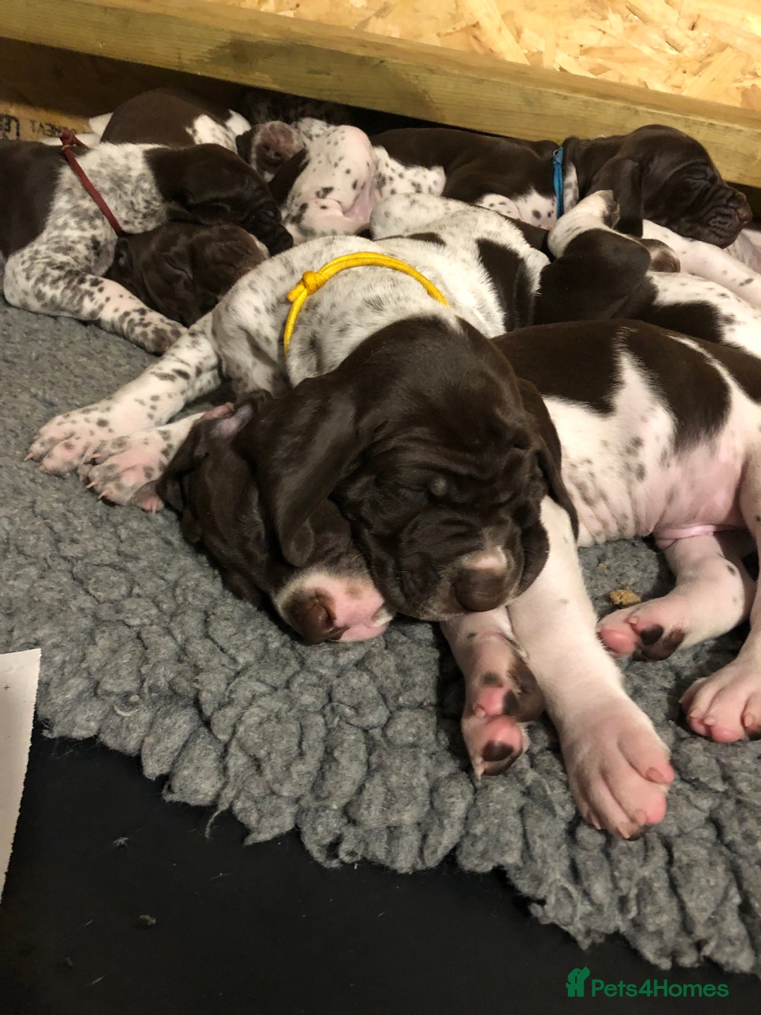 German Shorthaired Pointer dogs for sale: ALL RESERVED  - Advert 13