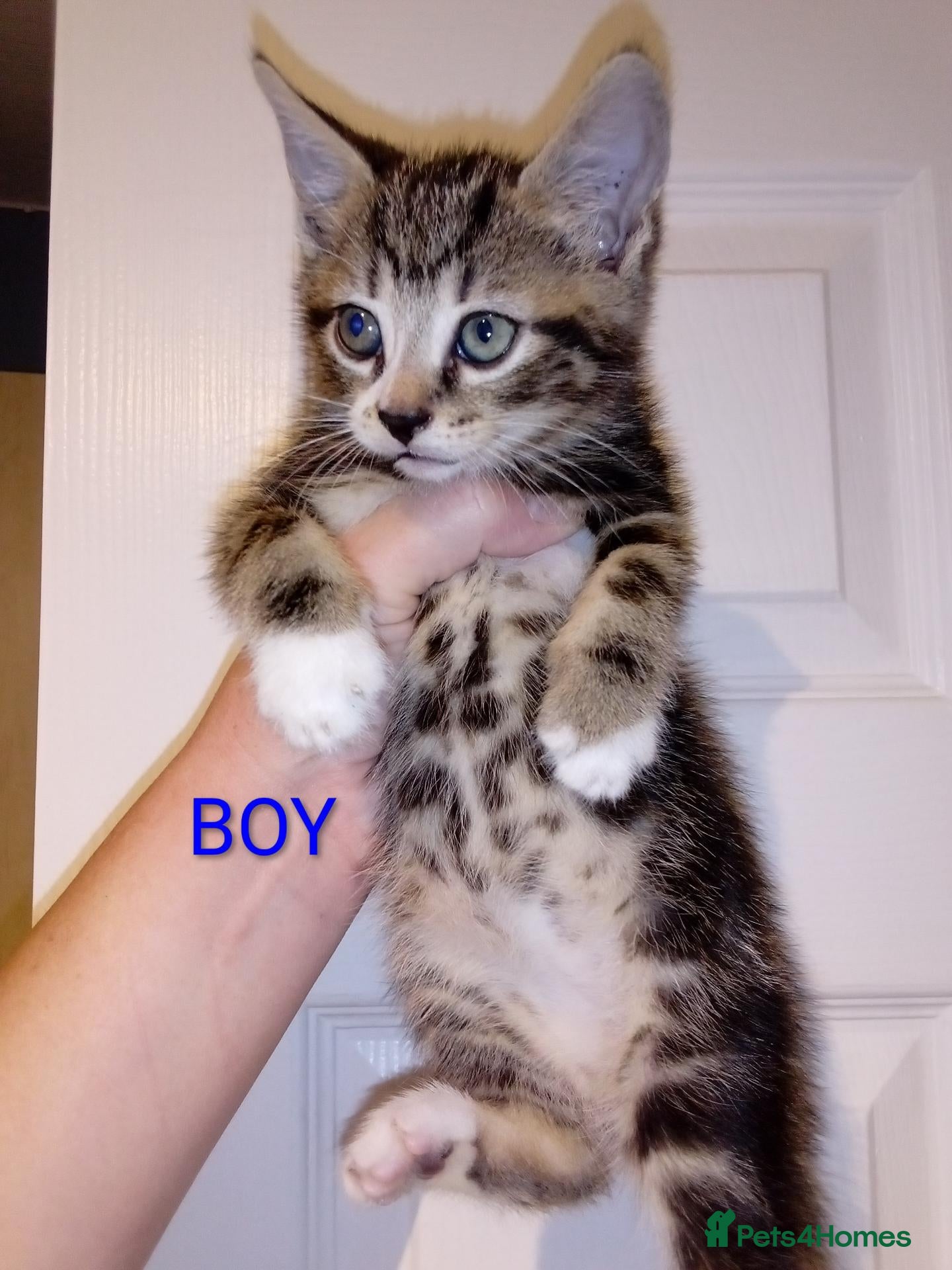Mixed Breed cats Bengal x British shorthair kittens  - Advert 1