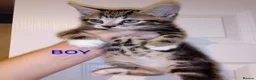 Mixed Breed cats for sale: Bengal x British shorthair kittens  - Advert 1