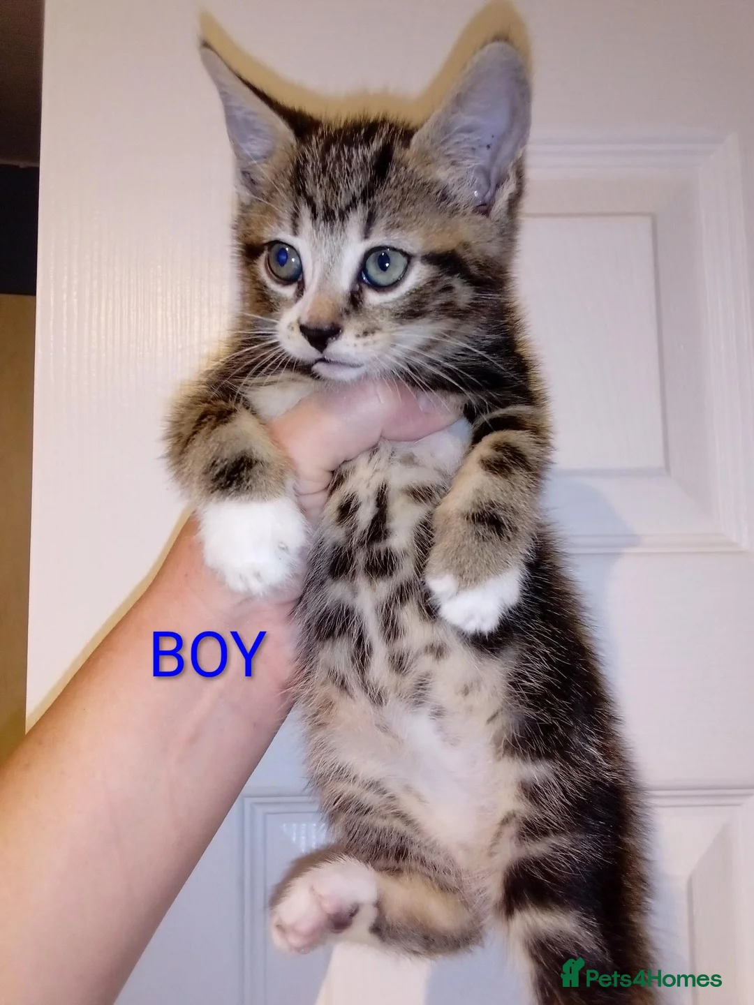 Mixed Breed cats for sale: Bengal x British shorthair kittens  - Advert 1